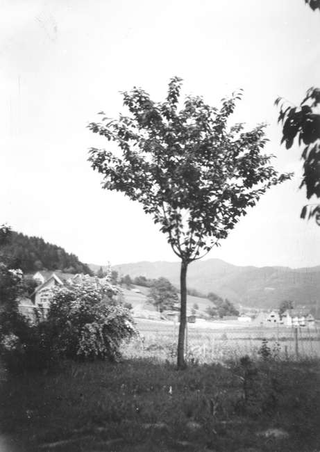 ../previews/003-60er_Scan-080724-0003.jpg.medium.jpeg